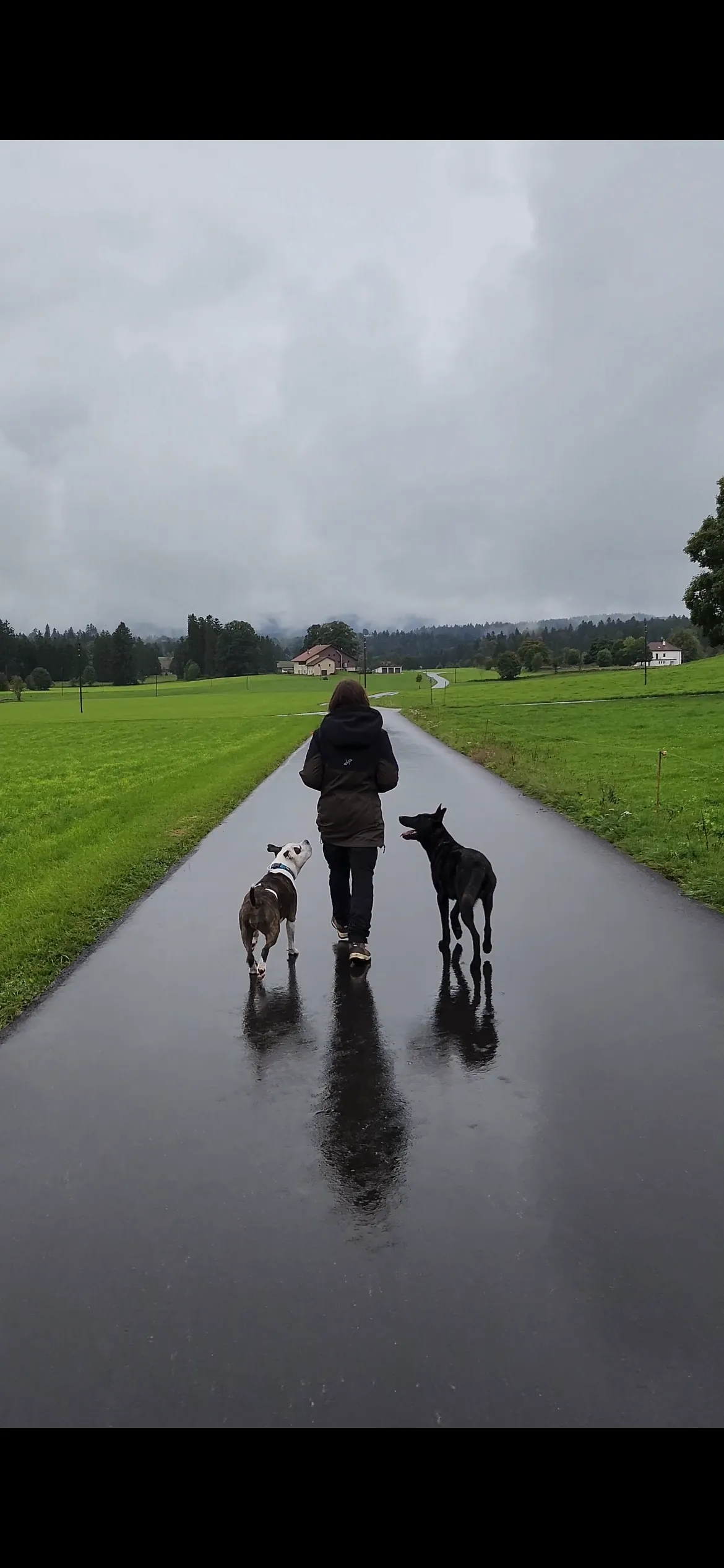 Cours d'éducation canine en situation réelle en extérieur